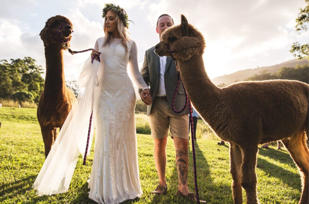 Wedding on the farm featuring 2 alpacas posing with bride and groom