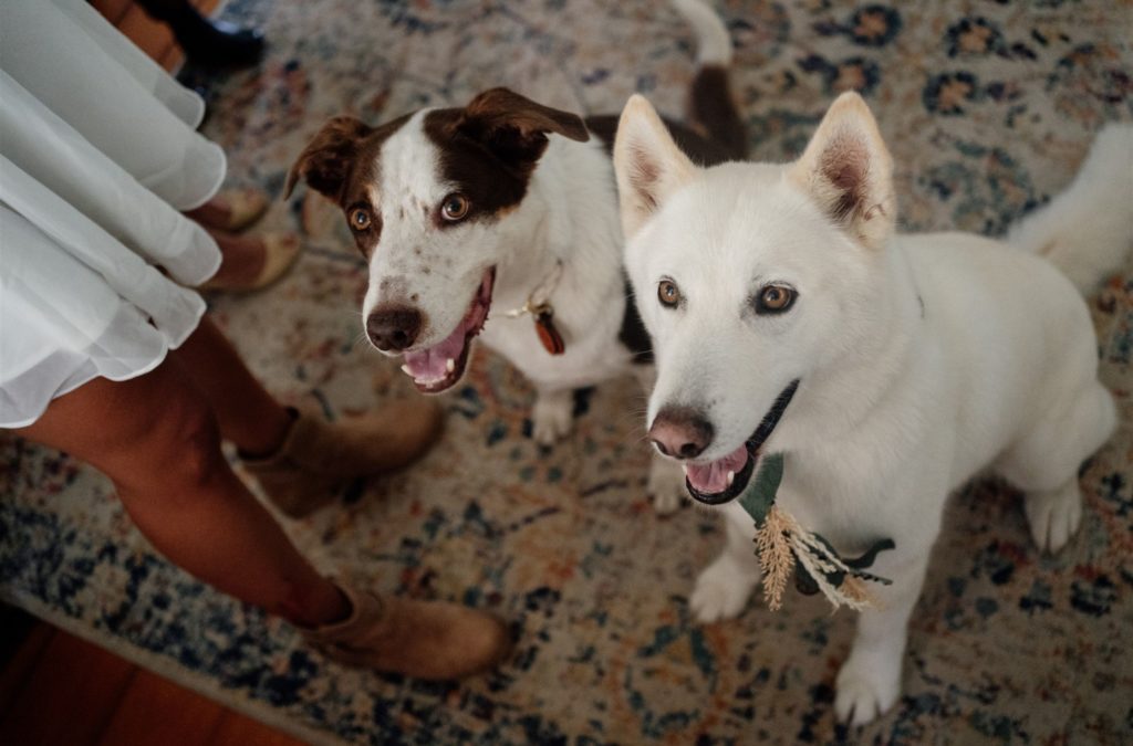 Two dogs feature as ring bearers at farm wedding