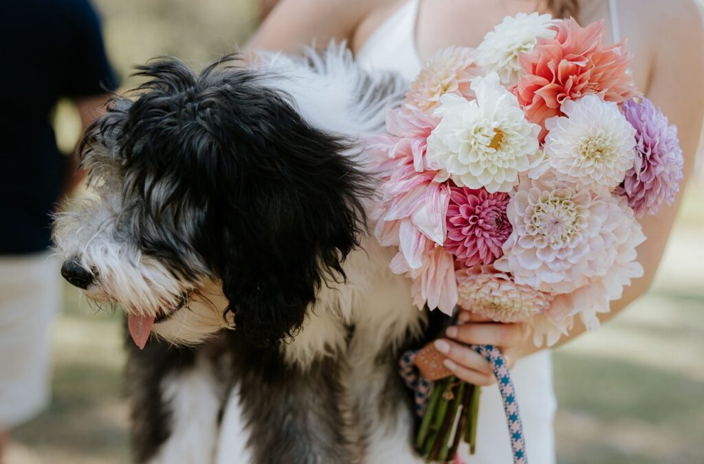 Fluffy dog is held by the bride next to a beautiful bouquet.