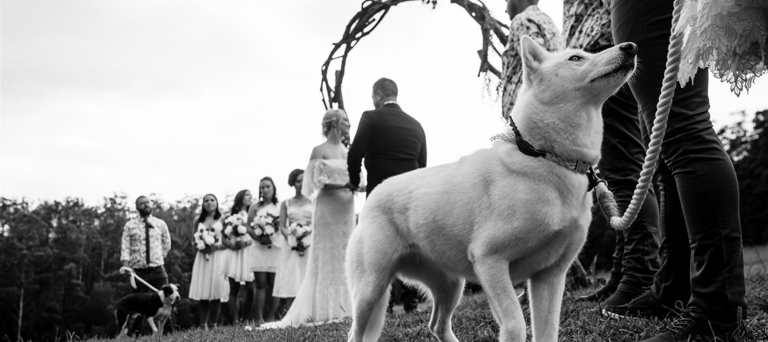 Lovely white dog attends wedding at the Gold Coast Farm House