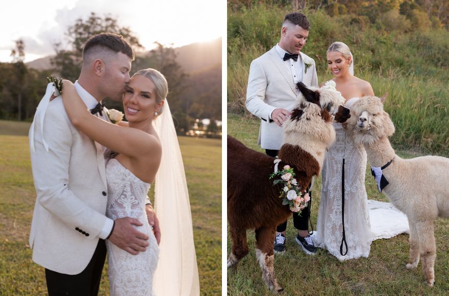 Bride and Groom pose for portraits with a pair of alpacas