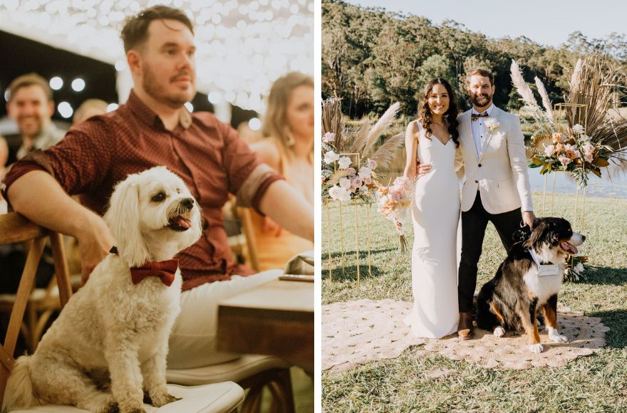 your furry friend adds a unique twist to any wedding celebration