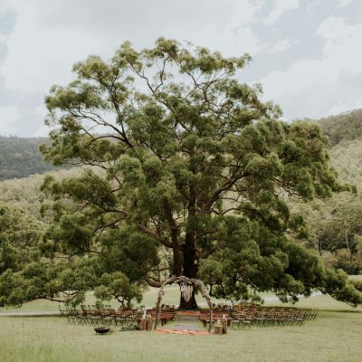 get married under the large fig tree gold coast